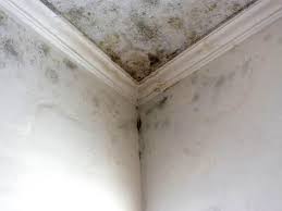 Best Commercial Mold Inspection  in Cooper City, FL