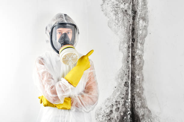 Reliable Cooper City, FL Mold Removal & Remediation Solutions